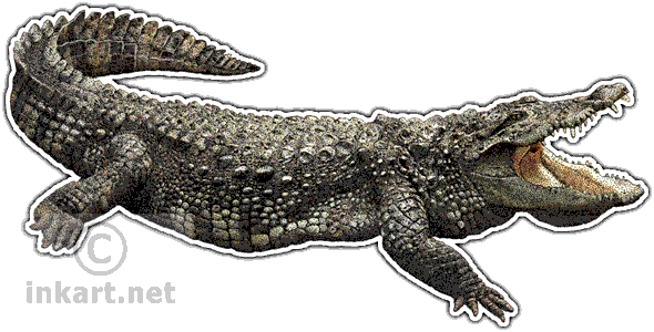 Mugger Crocodile - Alligator & Crocodiles Of The World Greeting Card (590x300), Png Download