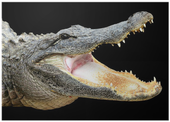 Alligator With Its Mouth Open Wide On Black Background - Alligator Opening Its Mouth (400x400), Png Download
