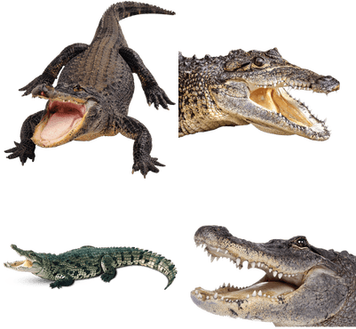 Alligators Png (400x400), Png Download