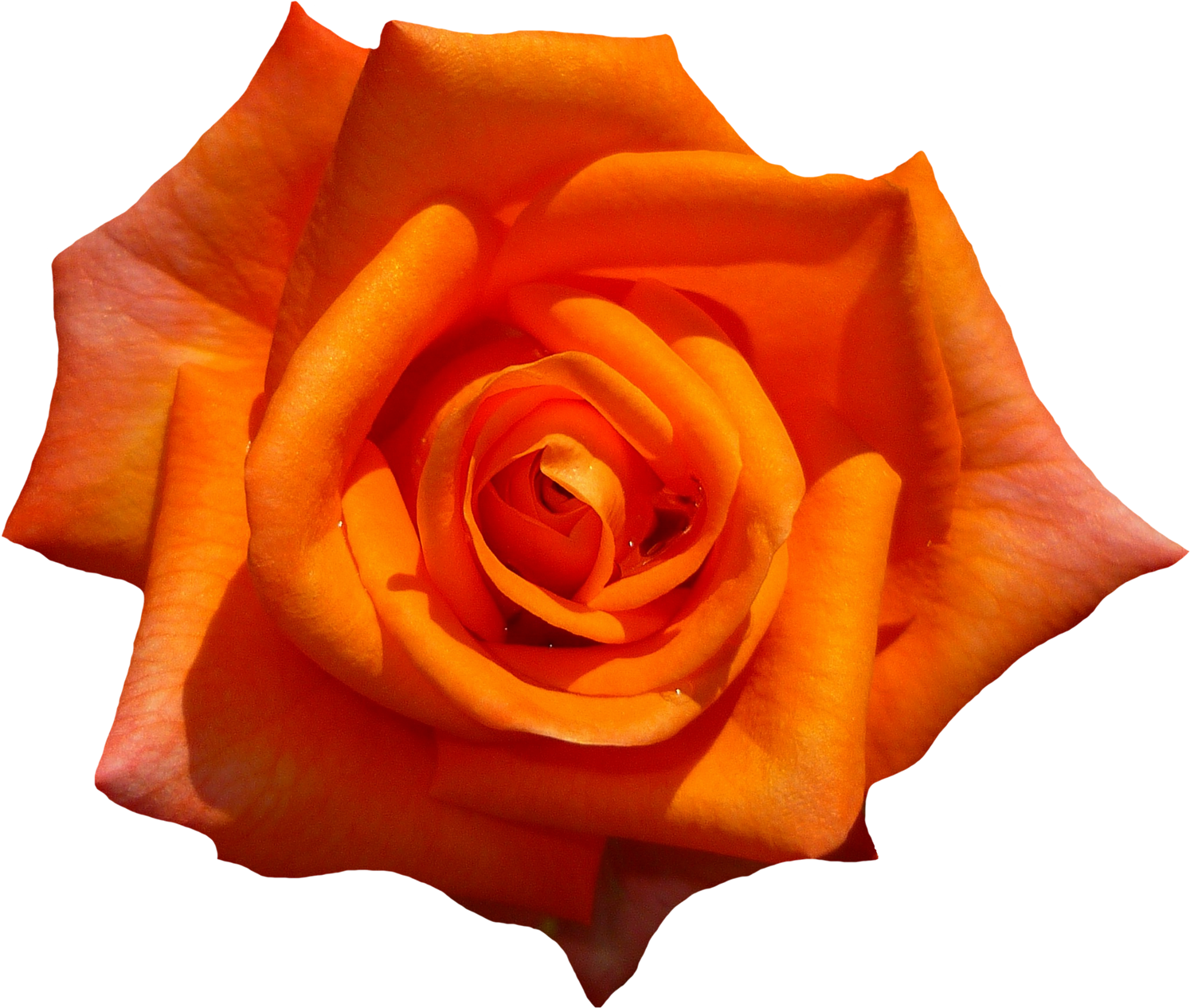 Orange Rose Flower Top View Png Image - Rose Top View Png (1650x1400), Png Download