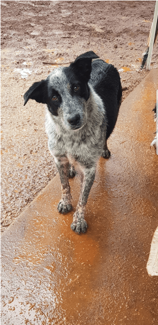Photo Of Bliss - Australian Stumpy Tail Cattle Dog (638x638), Png Download