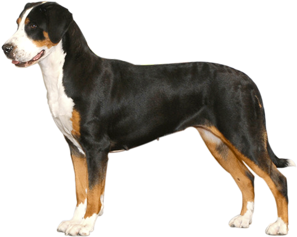 The Standard Of Reputable Breeders - Greater Swiss Mountain Dog Png (610x490), Png Download