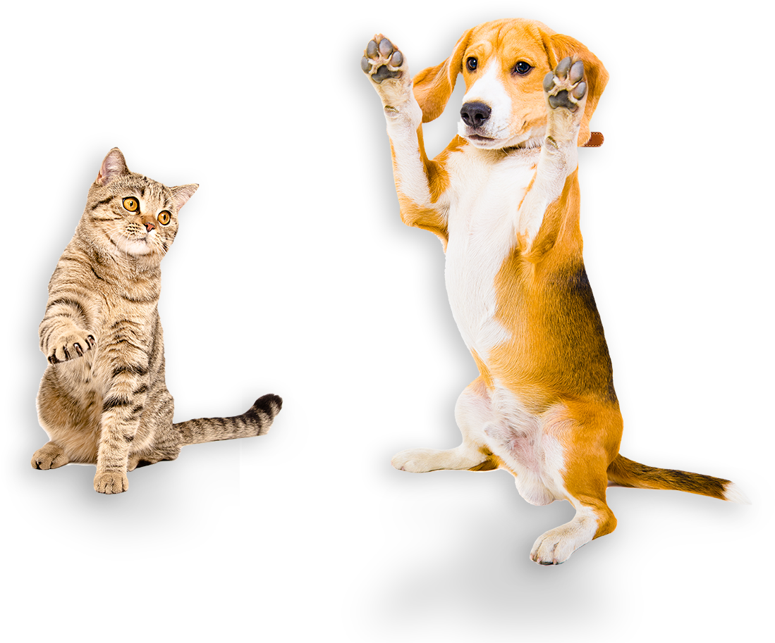 Australian Made Pet Treats - Beagel Standing Back Legs (1177x1021), Png Download