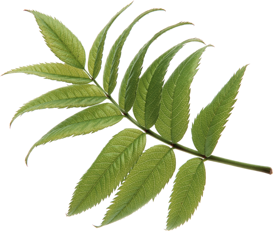 Colorful, Leaves, Plants, Green, Spring, Polyvore, - 自己分析 2004年度版: 就職試験 (905x768), Png Download