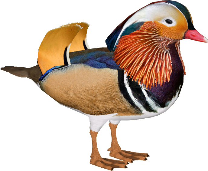 Mandarin Duck M - Wood Duck Zt2 (687x687), Png Download