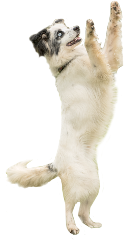 Dog Catching Png (443x800), Png Download