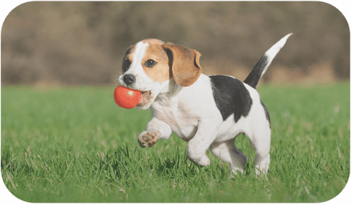 Essential Social Skills - 2016 Puppies Calendar - 16-month Wall Calendar (494x288), Png Download