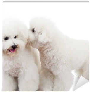 Bichon Frise (400x400), Png Download
