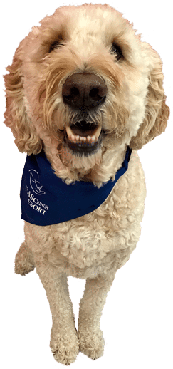 Dog With Bandana - Dog (454x518), Png Download