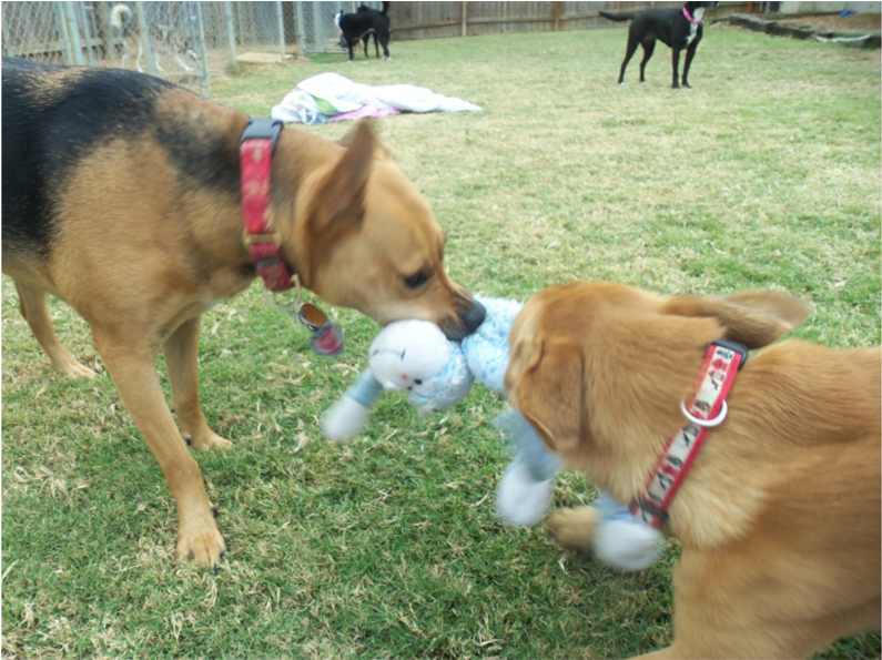 Dogs Playing - Dog (1000x594), Png Download