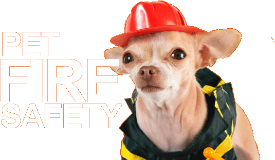A Chihuahua Dressed Like A Fireman - Chihuahua (660x332), Png Download