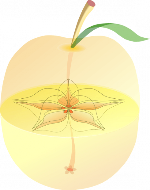 20170221 Paedomabdil23593 Id122726 Guarda La Manzana - Apple (490x620), Png Download