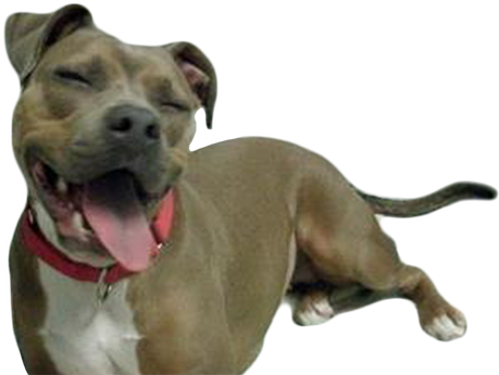 Warl Running Club - Running Dog Transparent (459x345), Png Download