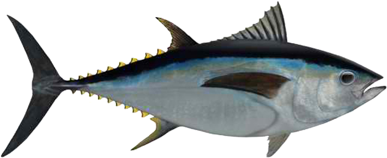 Ahi Tuna Png Photos - Big Eye Tuna Png (765x330), Png Download