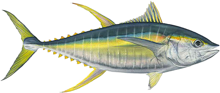 Ahi Tuna Transparent Background - Ahi Fish (765x330), Png Download