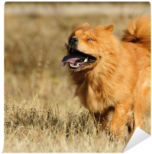 Chow Chow (400x400), Png Download