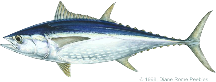 Tuna, Longtail - Thunnus Tonggol Longtail Tuna (720x331), Png Download