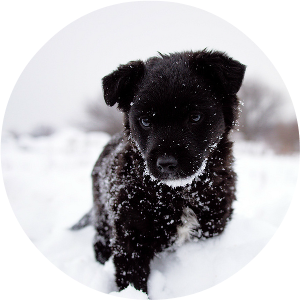 20 Dog Running In Snow - Wolf Pup In The Snow (640x640), Png Download