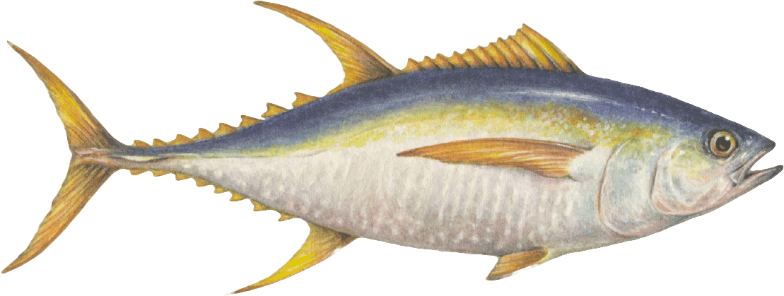 Monterey Bay Aquarium Seafood Watch (1109x419), Png Download