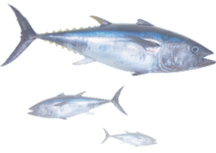 Voodoo Fishing Charters Deep Sea Offshore Tuna Fishing - Tuna Fish India (431x306), Png Download