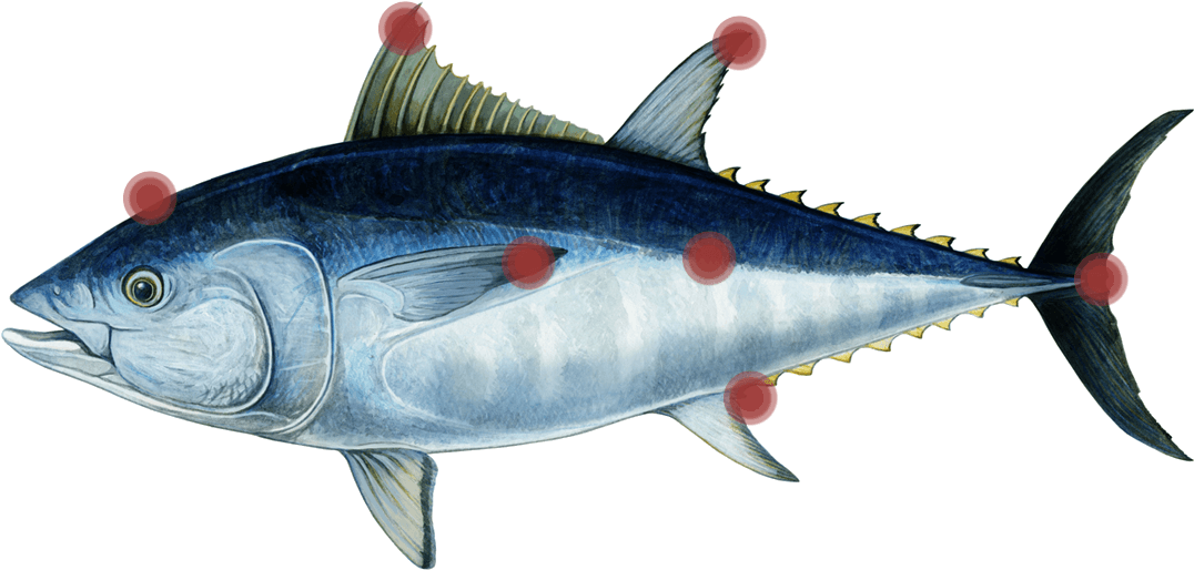 Tuna-parts - Fish To Eat (1157x677), Png Download