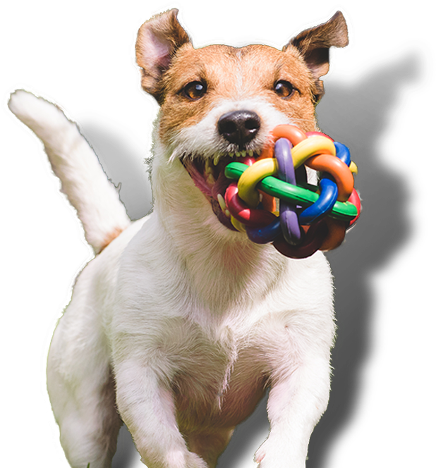 Dog Groominghave A Spaw Day With Us - Dogs Having Fun: Level A Photo Book Set 2 (978x687), Png Download