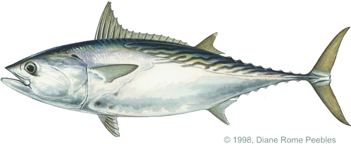Scombridae Family - Little Tuna Fish (720x343), Png Download