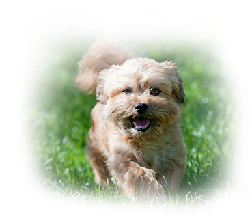 Pet Care Tips In Avon Lake - Polished Paws Salon & Boutique (386x318), Png Download