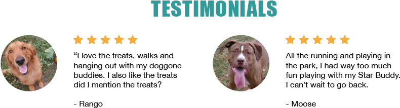 New To Dog Star Ranch - Brittany (797x224), Png Download