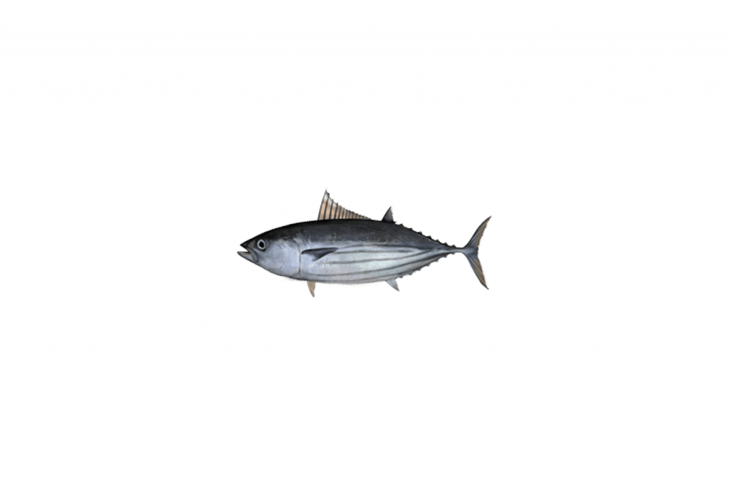 Skipjack Tuna - Tuna Square Car Magnet 3" X 3" (1024x682), Png Download