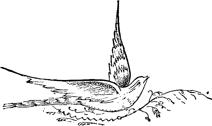 Not Only Can This Digital Stamp Be Used For A Bird-themed - Bird (927x705), Png Download