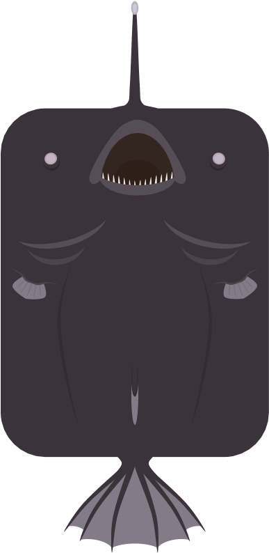 Animalkrøyer's Deep Sea Angler Fish - Illustration (848x808), Png Download