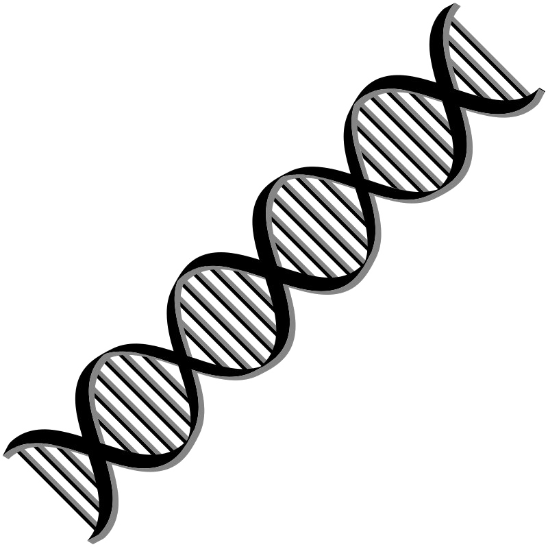 Dna Png Free Download - Nucleic Acid Clip Art (800x798), Png Download