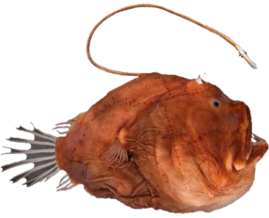 Bufoceratias Wp Edit - Freshwater Whipray (535x434), Png Download