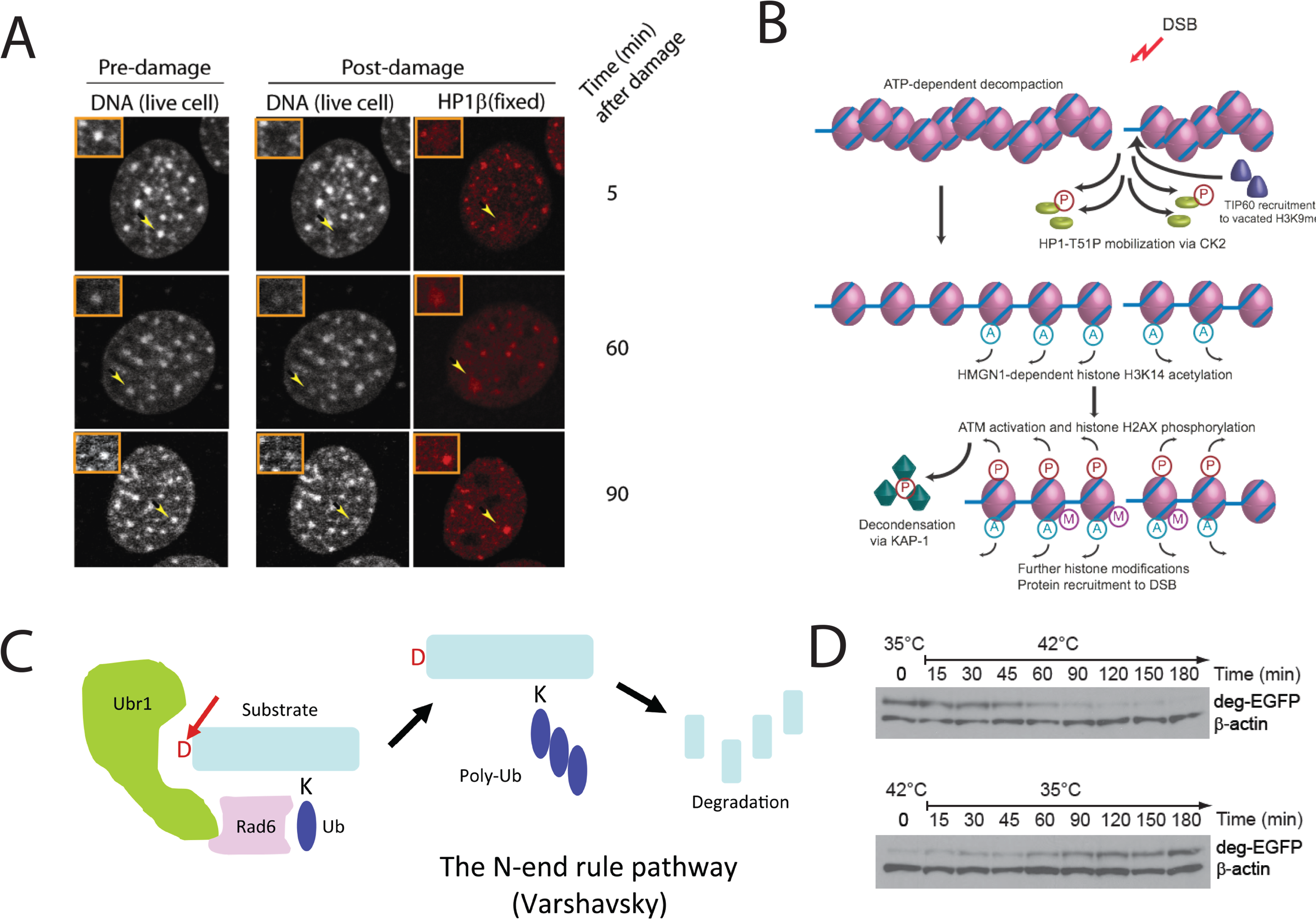Royalty Free Download Dna And Repair Mechanisms - Dna Replication Chemical Mechanism (3500x2500), Png Download
