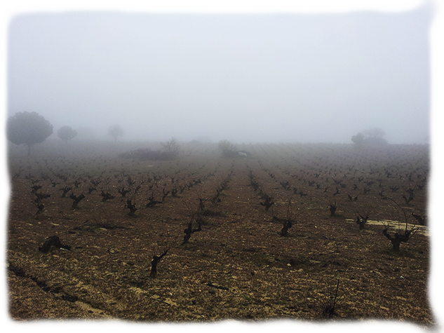 Niebla - Field (633x475), Png Download