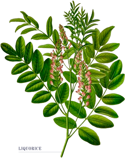 The Tom Thumb Distiller - Glycyrrhiza Glabra (550x700), Png Download