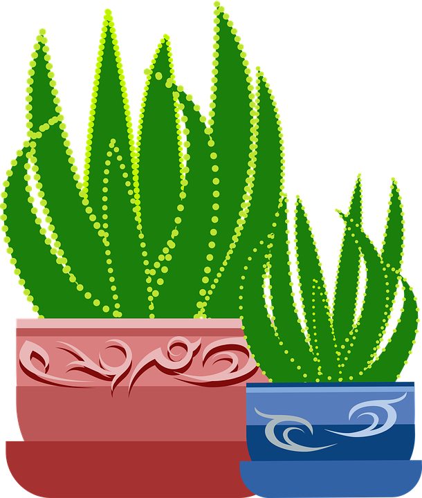 Graphic, Aloe, Plant, Cactus, Botanical, Healing - Cay Lo Hoi Vector (610x720), Png Download