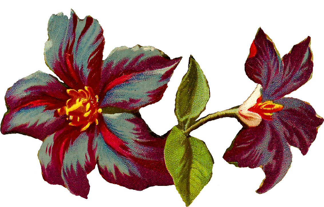 Vintage Flower Illustration Png Download (1269x816), Png Download