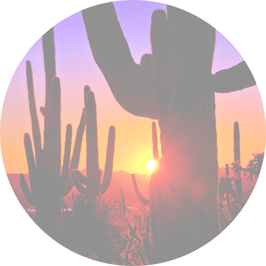 Family - Saguaro National Park (525x525), Png Download