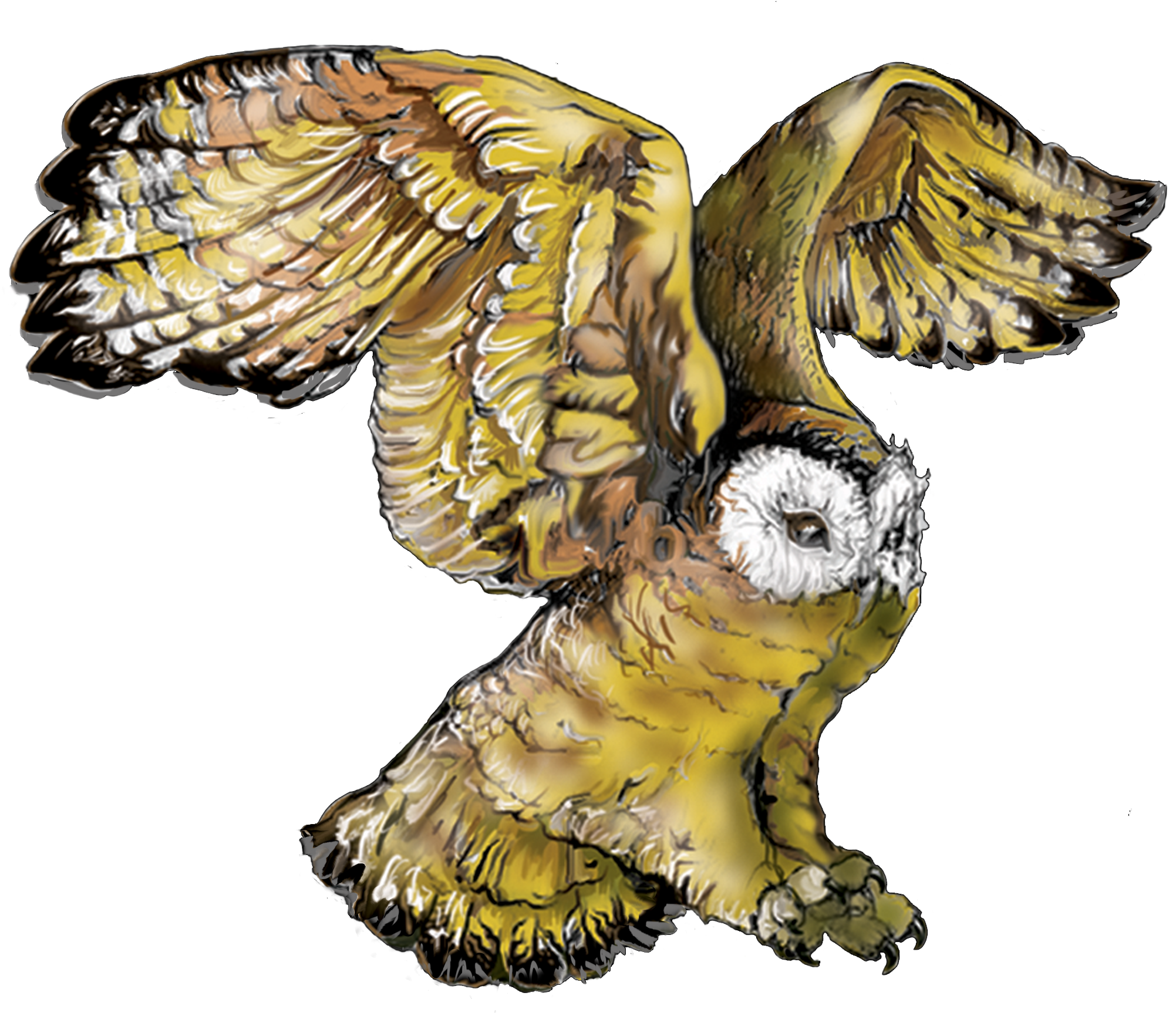 Flying Owl - - Owl (2480x2480), Png Download