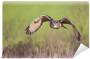 Eurasian Eagle-owl (400x400), Png Download
