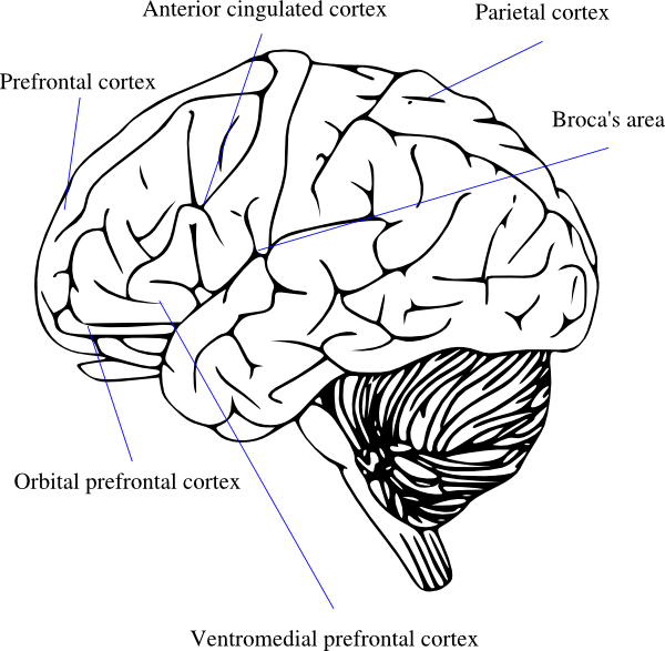 Human Brain Clipart Black And White (600x587), Png Download