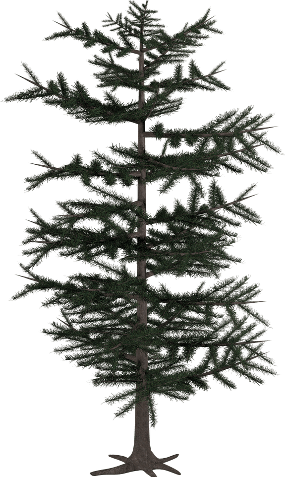 Tree Conifer Png - Tree Digital Art Png (1280x960), Png Download
