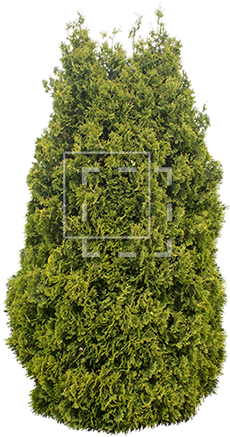 Conifer Png - Design (450x450), Png Download