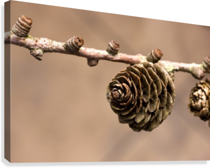 A Conifer Cone On A Tree Branch Canvas Print - Posterazzi A Conifer Cone On A Tree Branch Canvas Art (429x344), Png Download