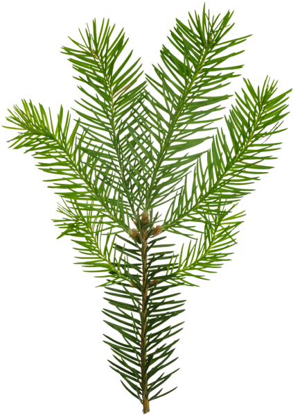 Conifers (434x600), Png Download