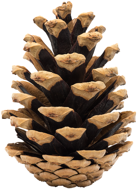 Cone, Pine, Nature, Ihličnan, Fir, Tree, Christmas - Conifer Cone (515x720), Png Download