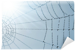 Spider Web With Dew Drops Closeup Wall Mural • Pixers® - Diagram (400x400), Png Download