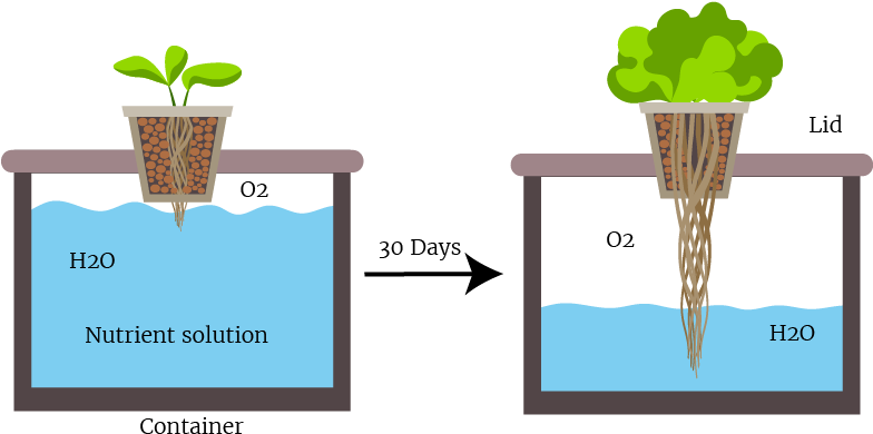 The Passive Bucket Kratky Method - Kratky Method Hydroponics (800x432), Png Download